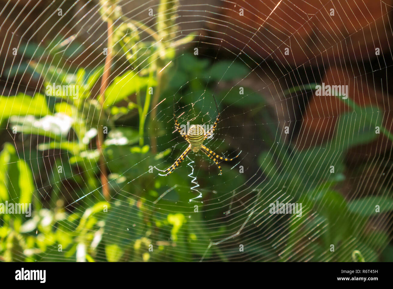 Argiope trifasciata,  Banded orb weaving spider in a Web Stock Photo