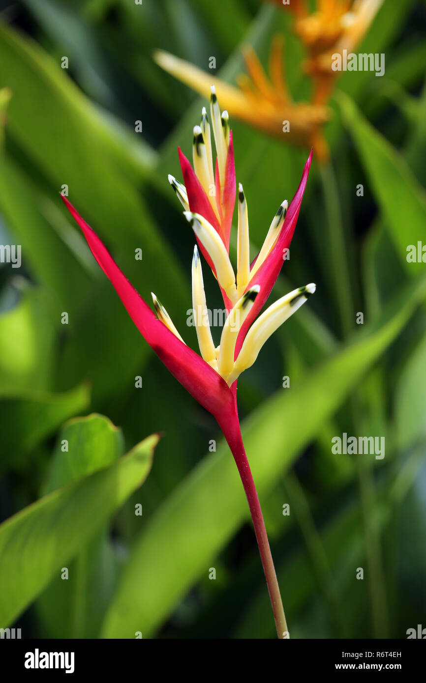 heliconia heliconia psittacorum 'lady di' Stock Photo Alamy