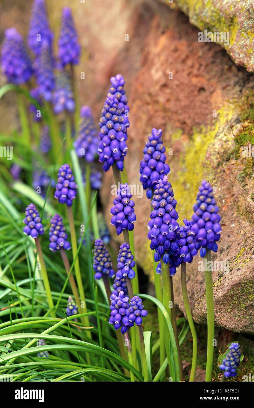 grape hyacinths in front of red natural sandstone wall Stock Photo