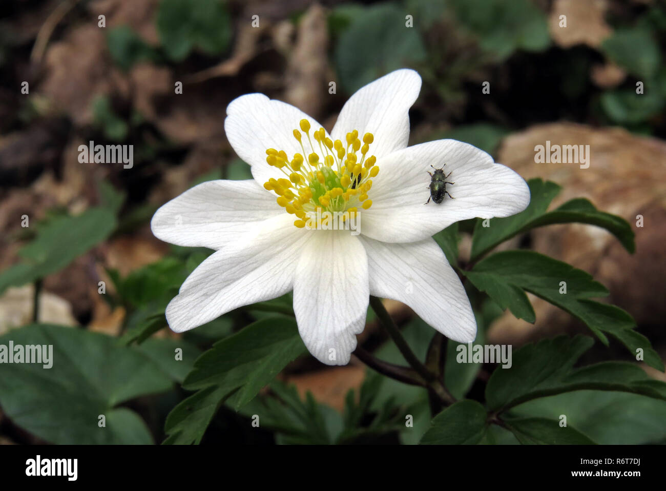 wood anemone,anemone,anemone nemorosa,white flower in close-up Stock Photo