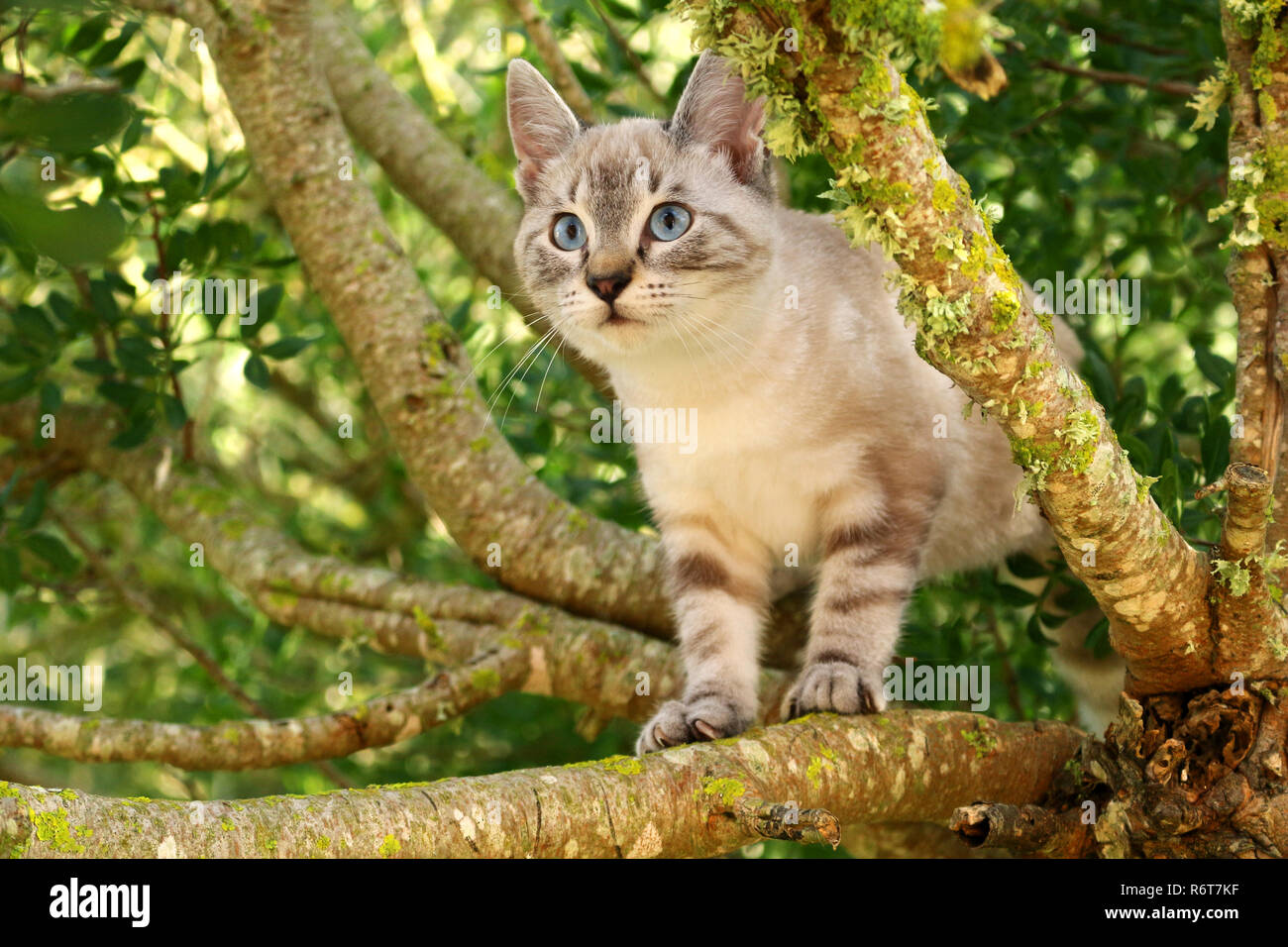young domestic cat, 3 month old, seal tabby point, climbing a tree Stock Photo
