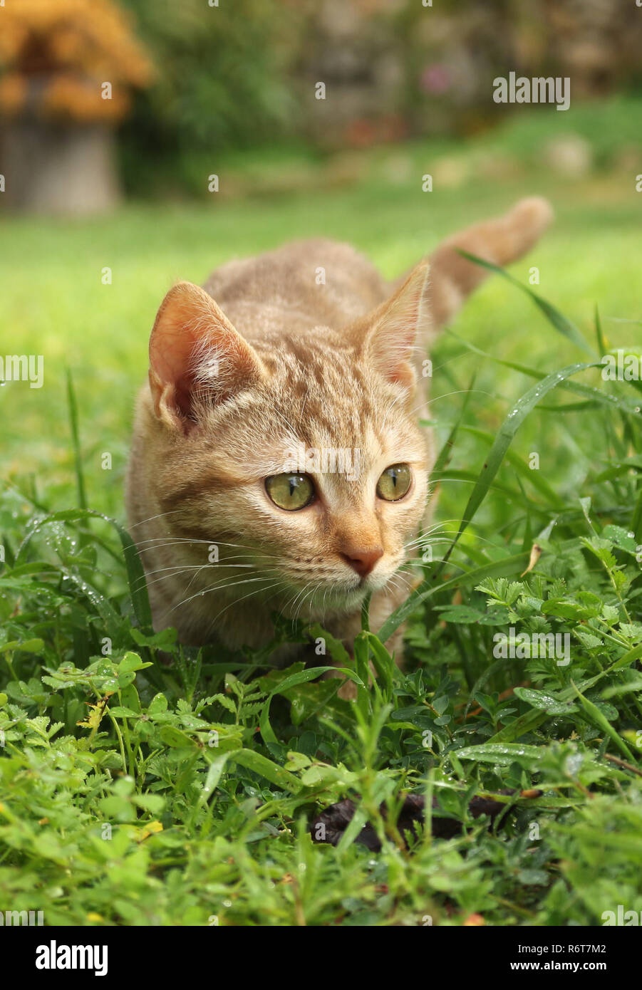 young ginger cat, 3 month old, Stock Photo