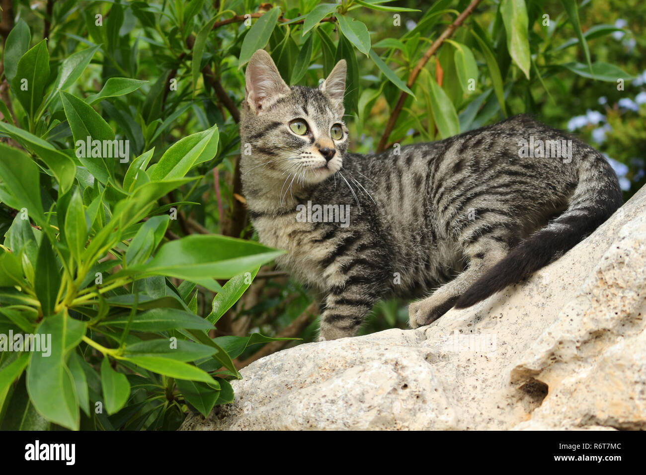 young domestic cat, 3 month old, black tabby Stock Photo