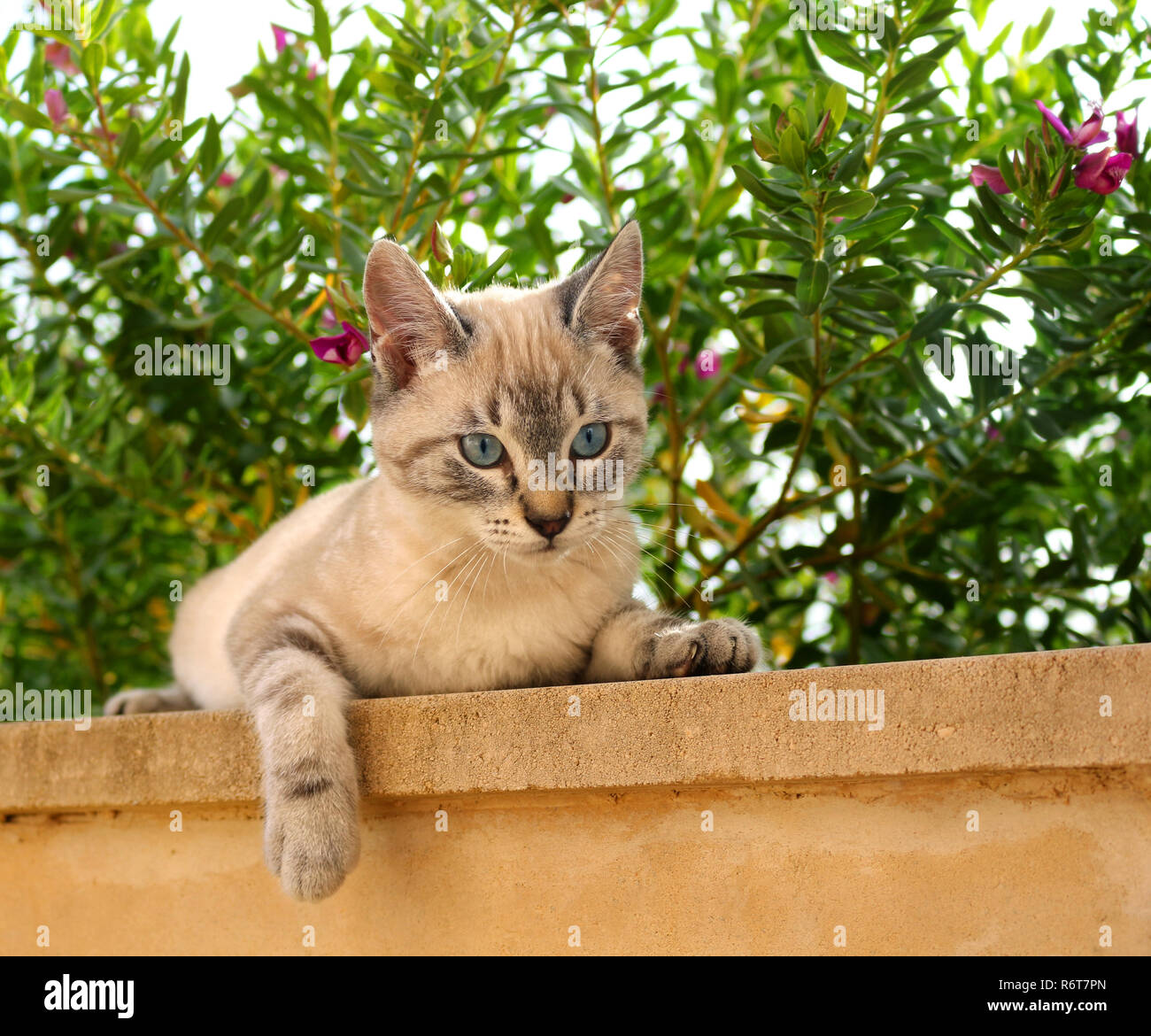 young domestic cat, 3 month old, seal tabby point Stock Photo