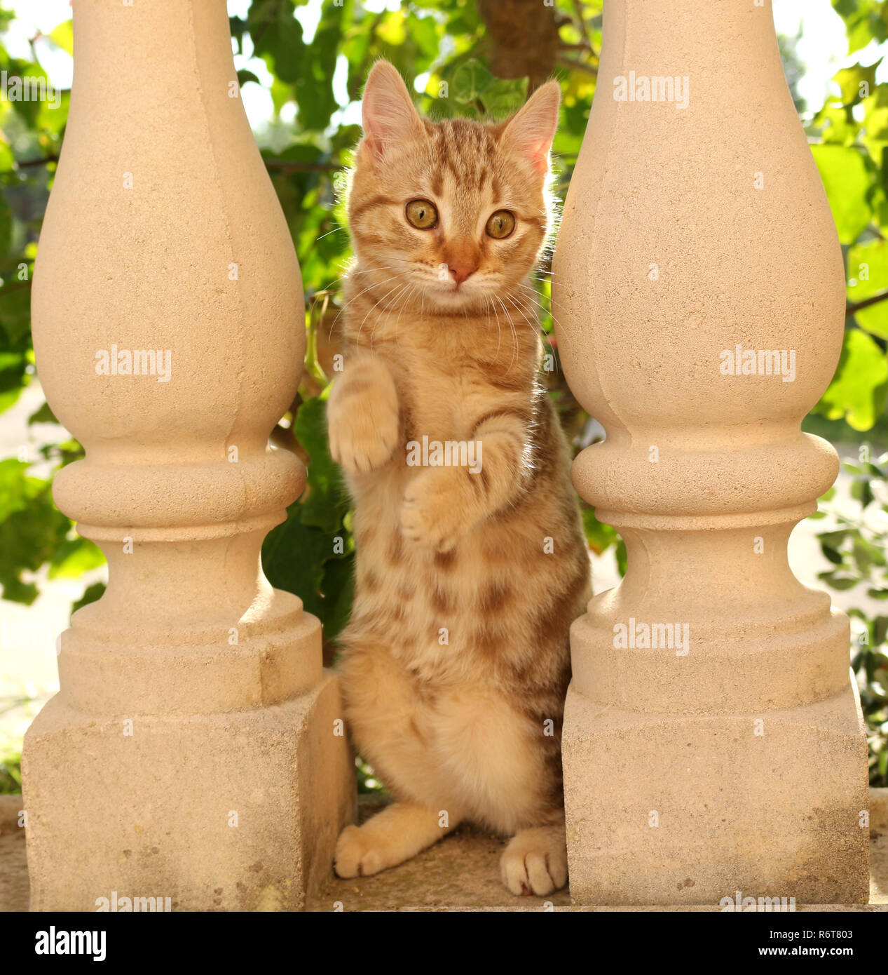 young ginger cat, 3 month old, looking through a balustrade Stock Photo