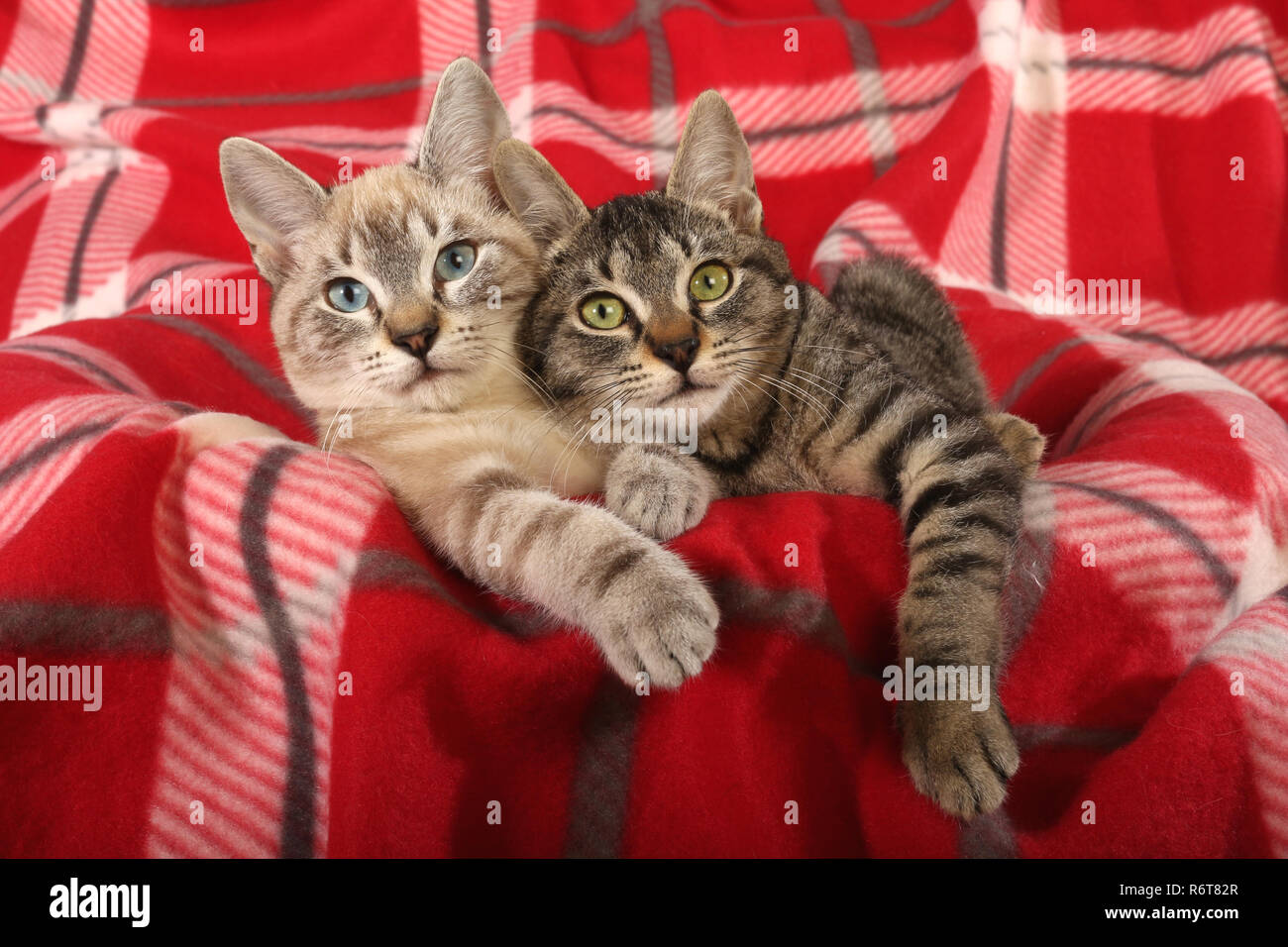 two young cats (seal tabby point and black tabby), 3 month old, lying on a red carpet Stock Photo