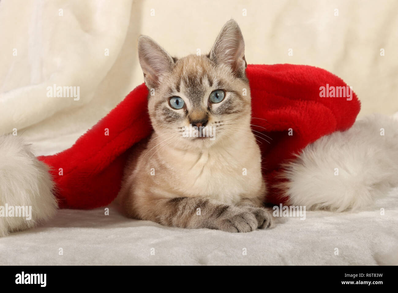 young domestic cat, 3 month old, seal tabbyy point, lying under a santa claus hat Stock Photo