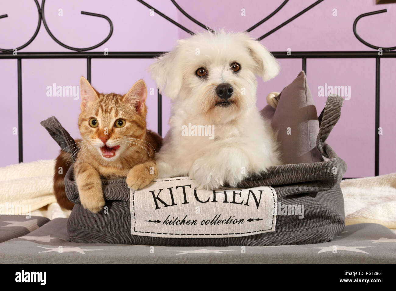 maltese dog with a young cat Stock Photo