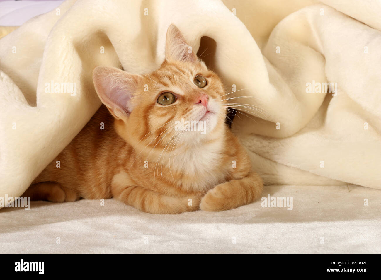 young ginger cat, 3 month old, lying under a blanket Stock Photo
