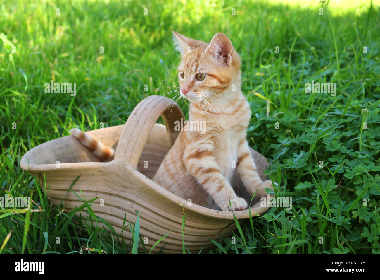 young ginger cat, 3 month old, Stock Photo