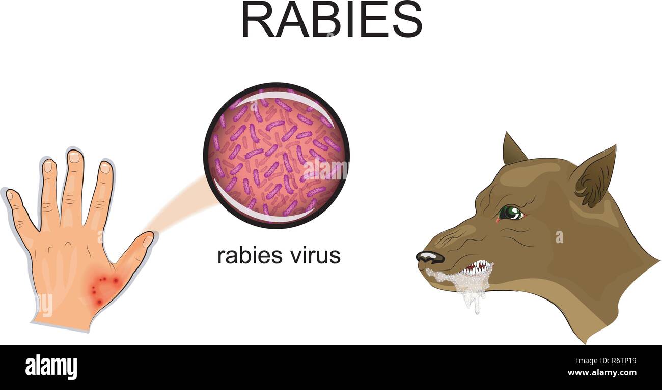 illustration of a dog bite, sick animal, the rabies virus Stock Vector