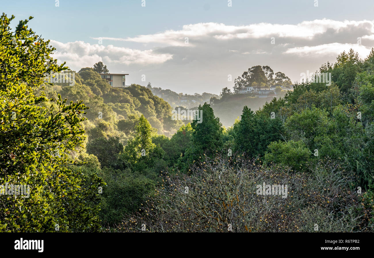 Houses on a Forested Hill in a Suburb, Belmont, California Stock Photo
