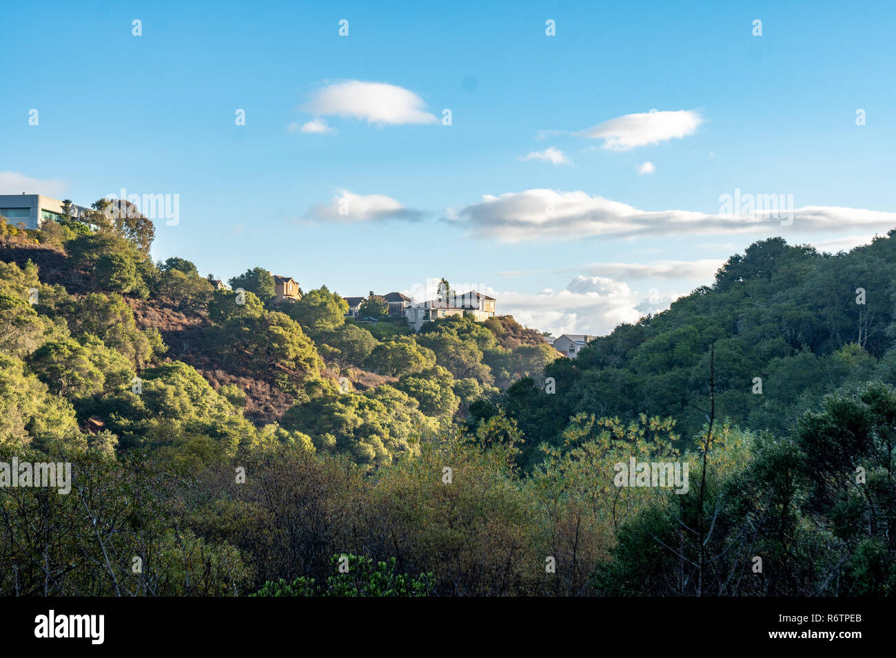 Houses on a Forested Hill in a Suburb, Belmont, California Stock Photo