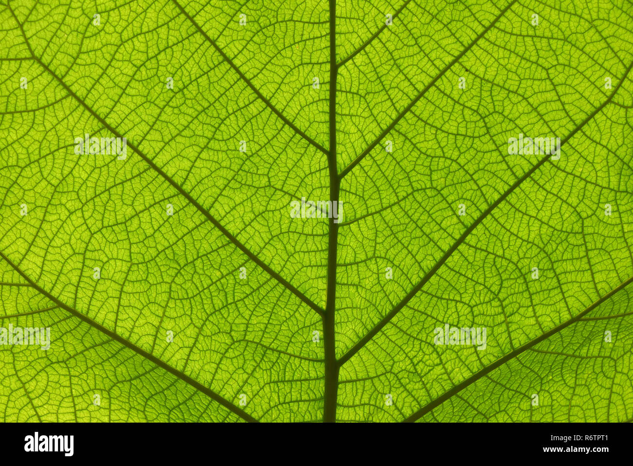 Extreme close up texture of green leaf veins Stock Photo - Alamy
