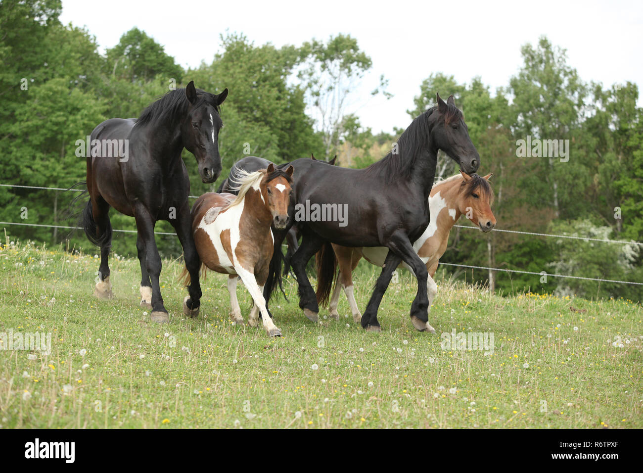 Batch of small and big horses running on pasturage in summer Stock Photo