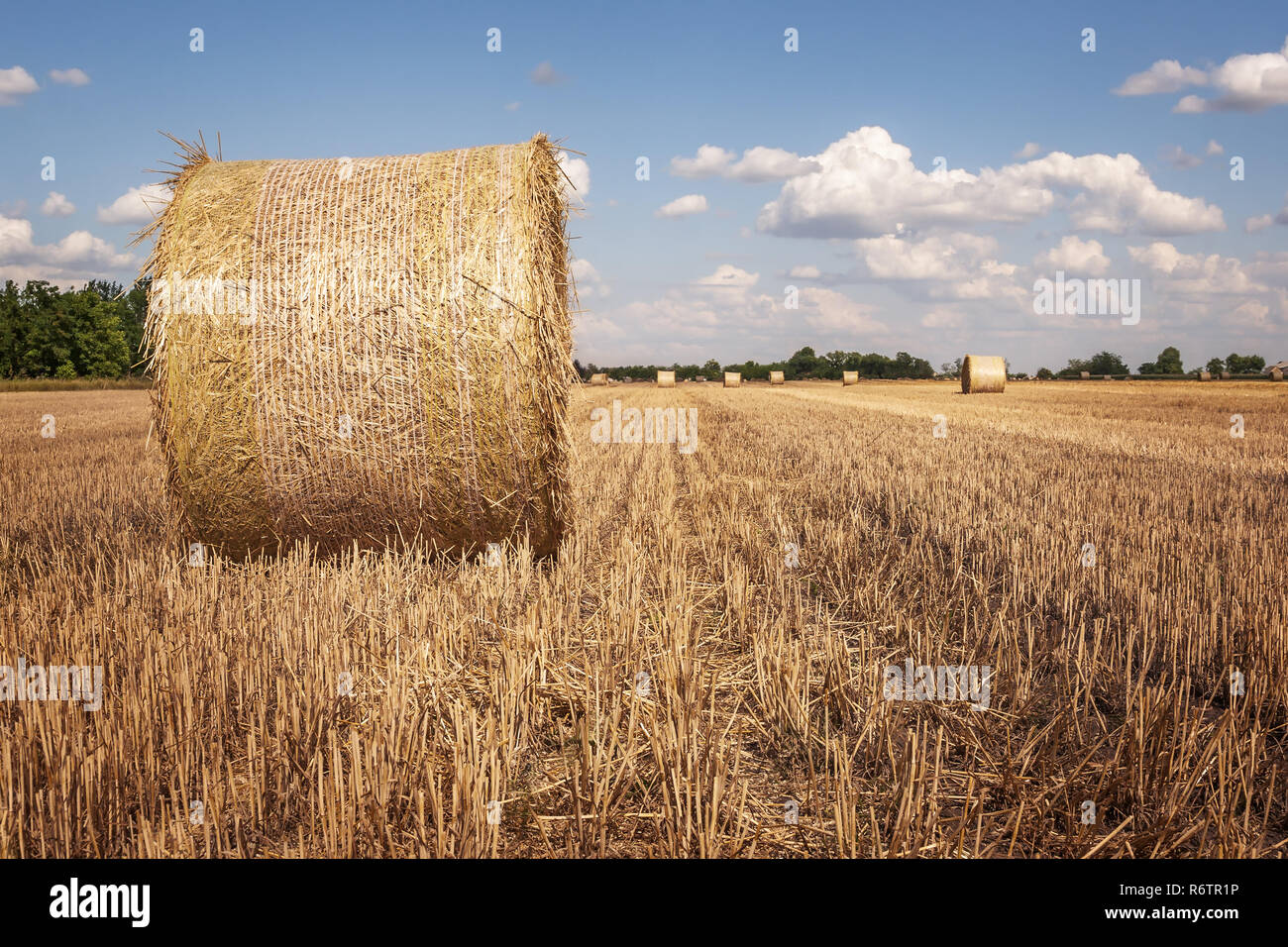 Straw bale role in field Stock Photo Alamy