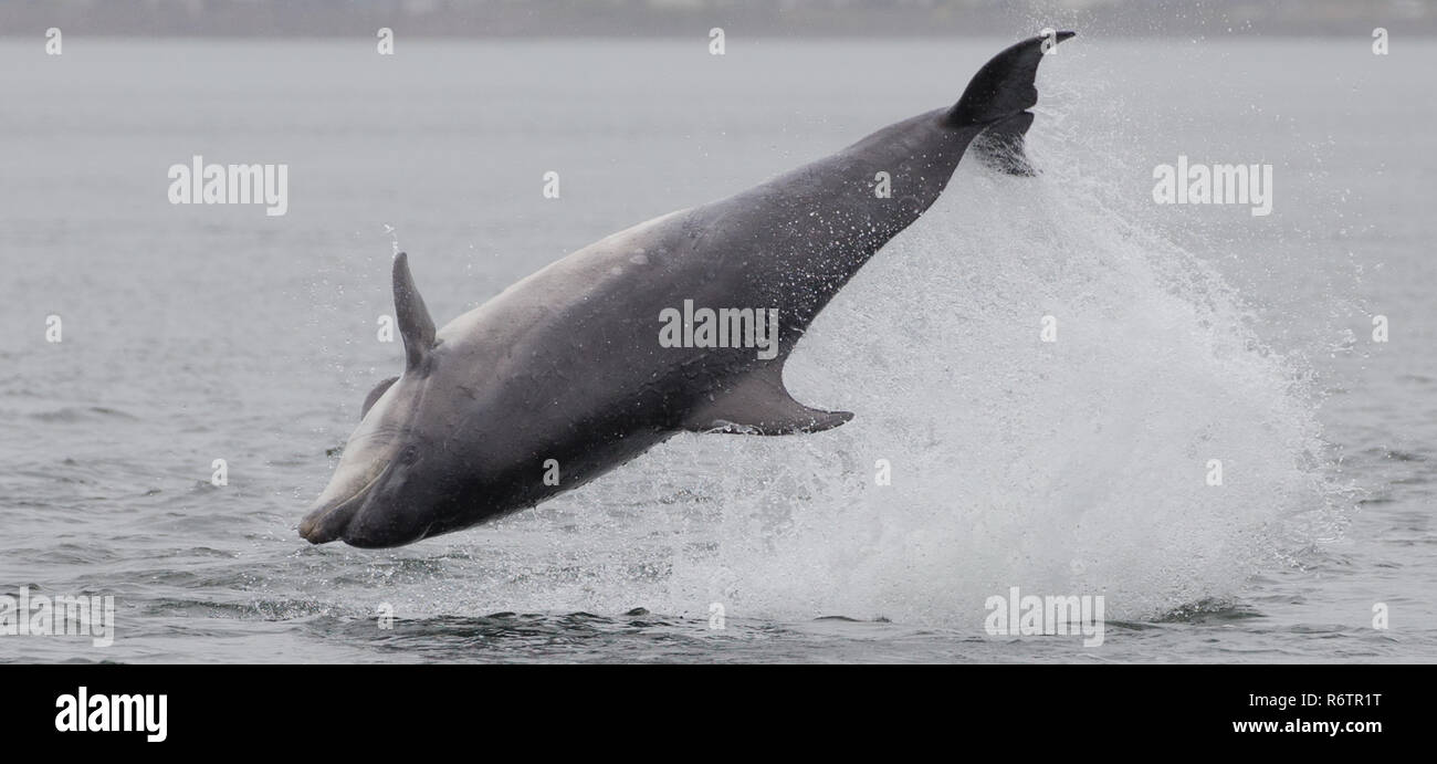 Bottlenose dolphin breaching Stock Photo