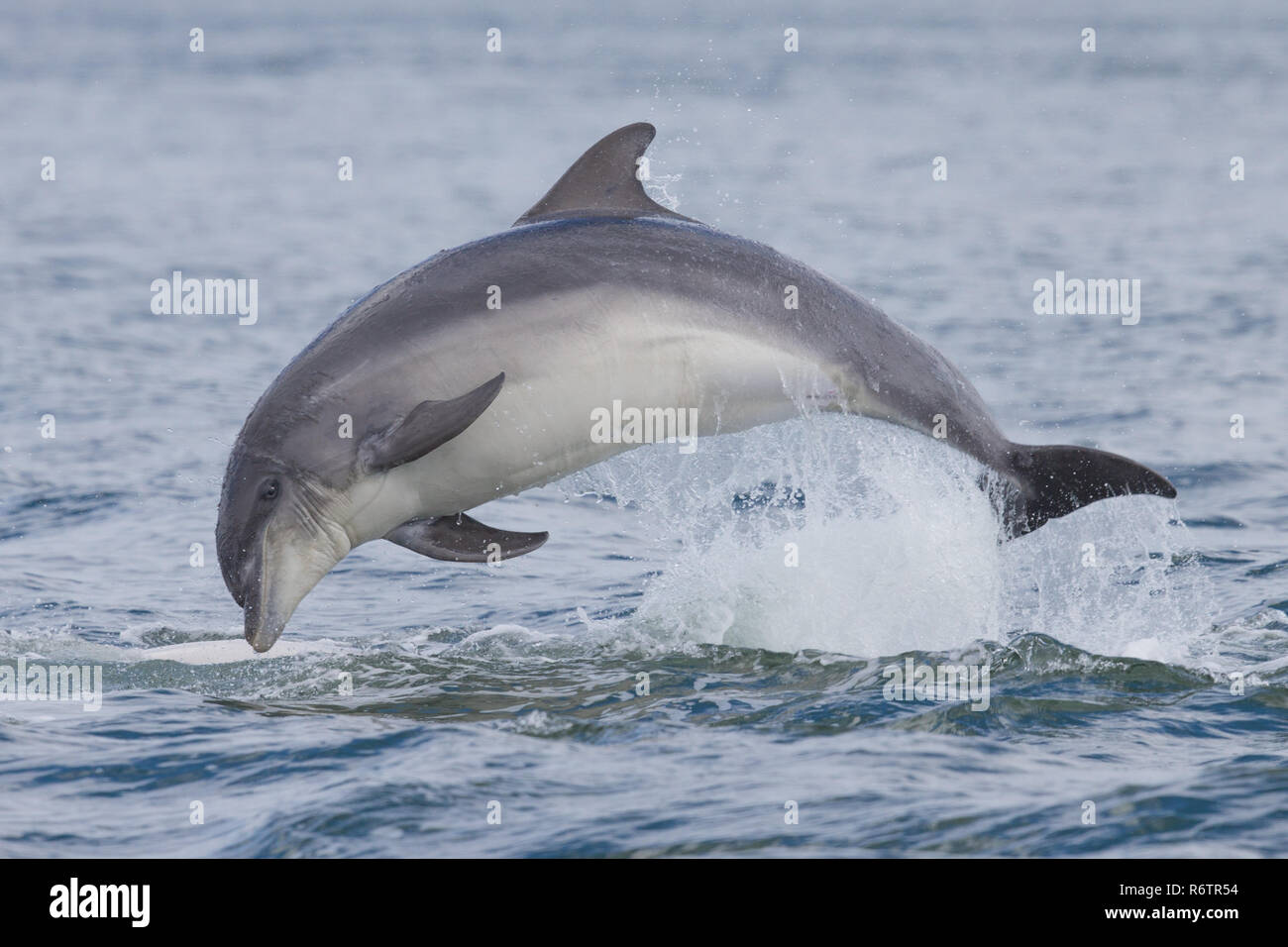 Bottlenose dolphin breaching Stock Photo