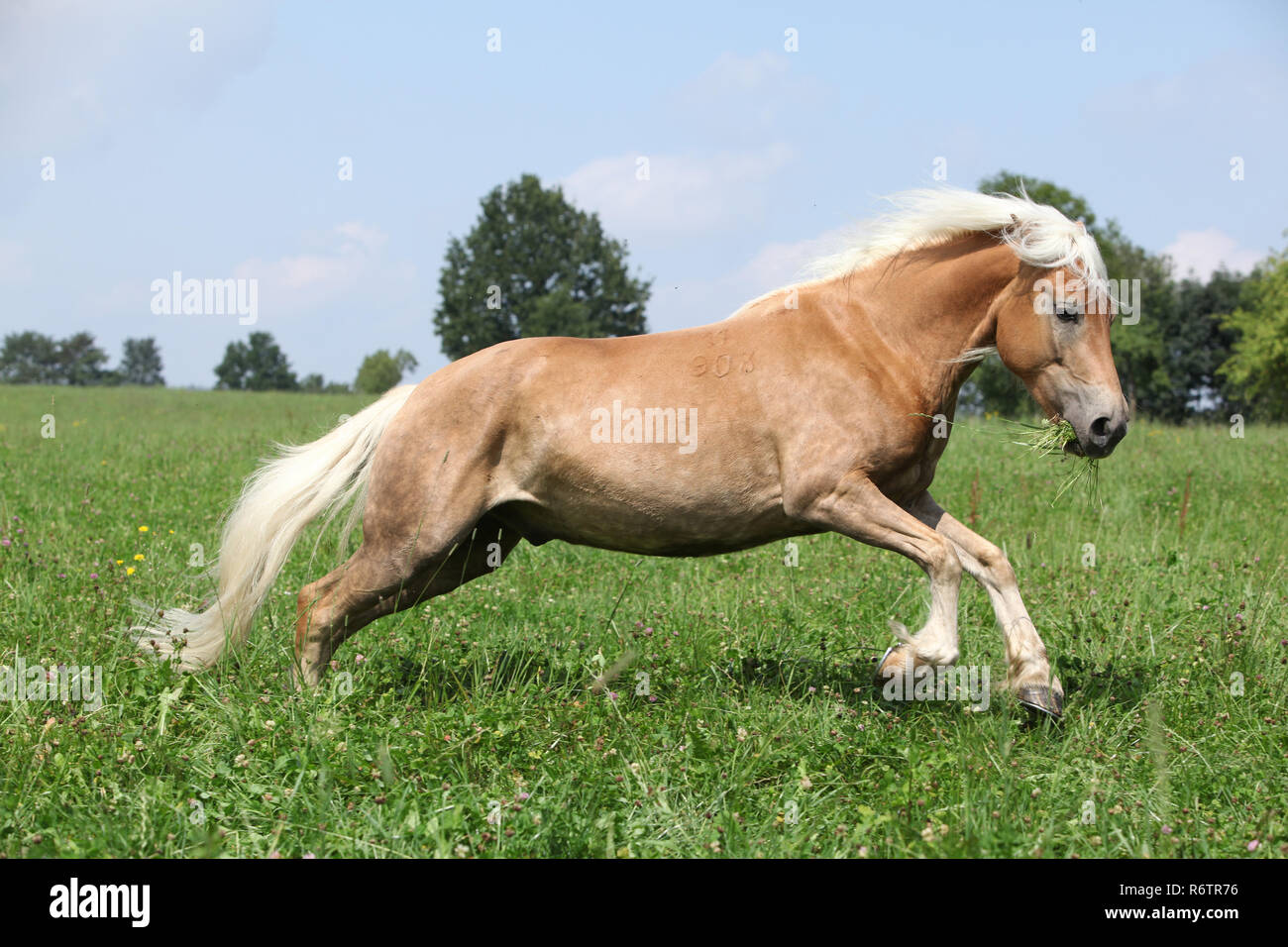 Jumping chestnut horse with blond mane in nature in front of some trees ...