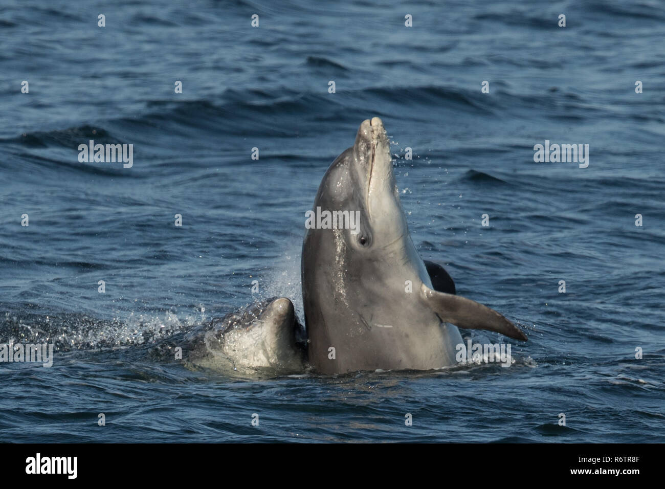 Bottlenose dolphin breaching Stock Photo