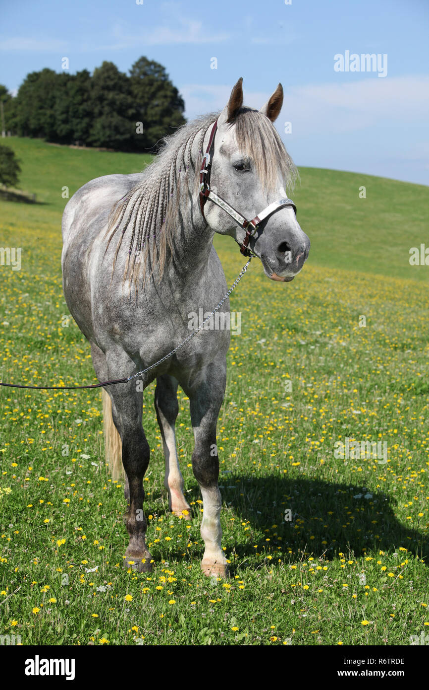 Grey quarter horse stallion standing in front of beautiful scenery in  spring Stock Photo - Alamy