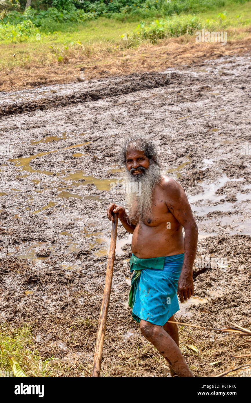 Reisbauer bei der Arbeit.Das Bild wurde bei Bentota auf Sri Lanka aufgenommen am 17.11.2018 Stock Photo