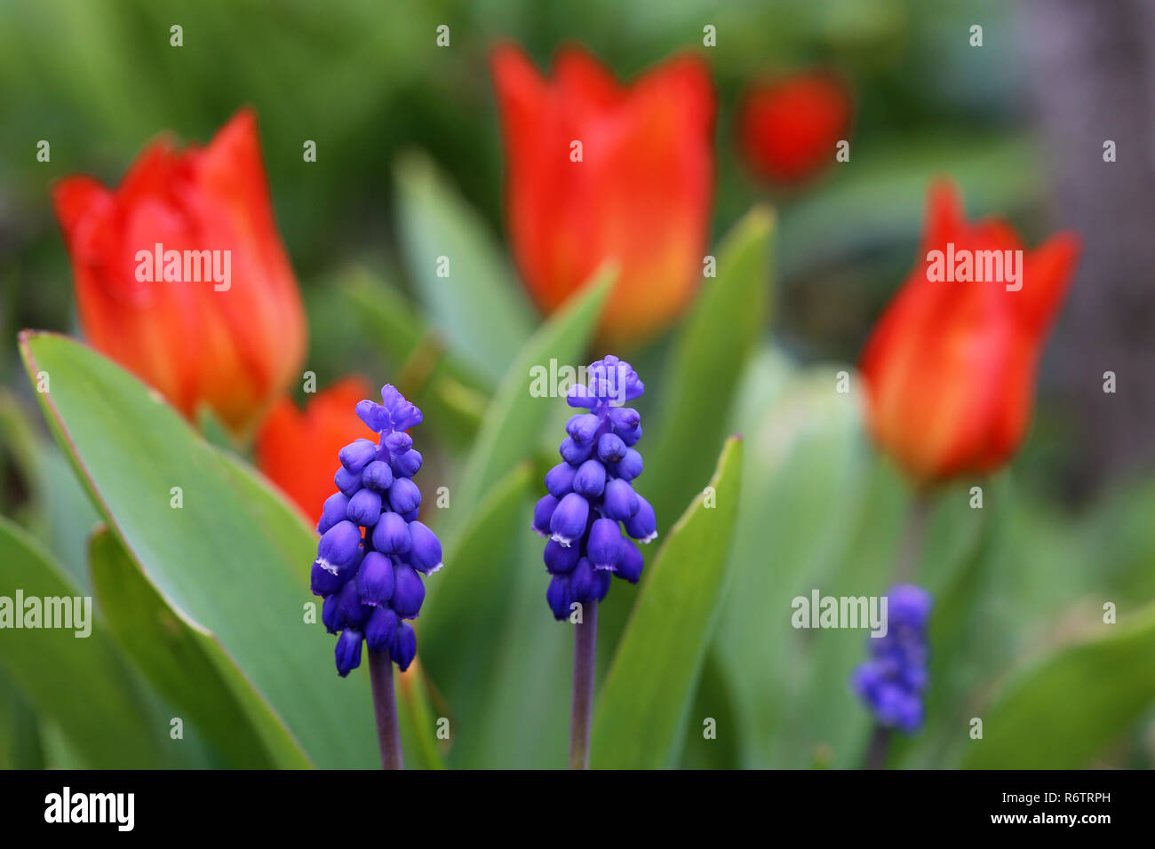 blue grape hyacinths bloom in front of red tulips Stock Photo