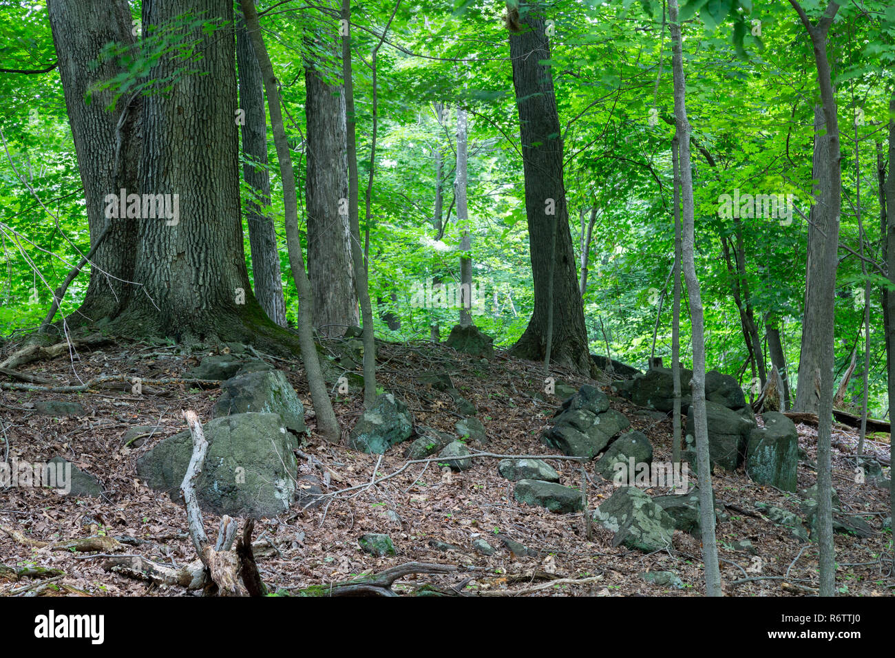 Rocks and boulders exposed in the forest floor below a canopy of trees