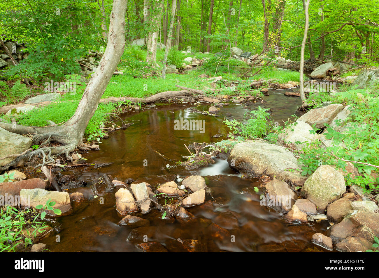 A small creek flowing through a lush section of forest during the