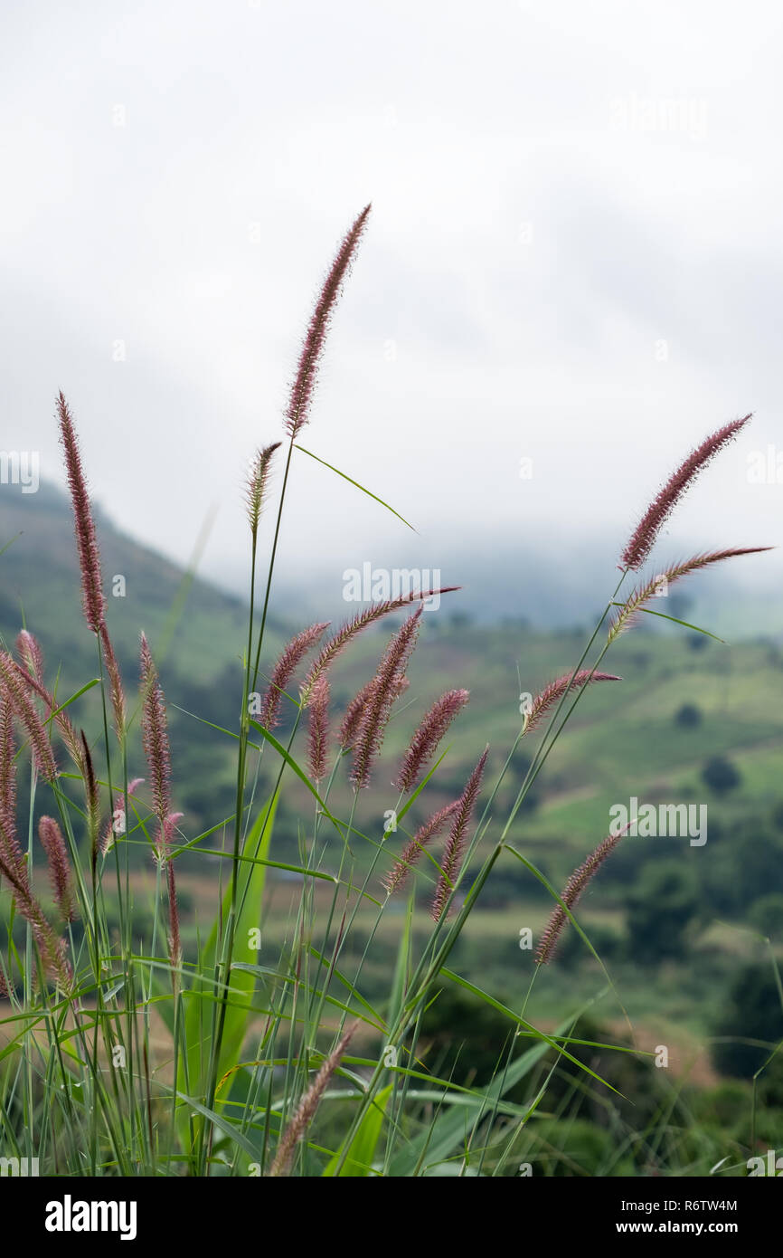 Pink Poaceae grass flower near the viewpoint in the valley,light fog from the winter season. Stock Photo