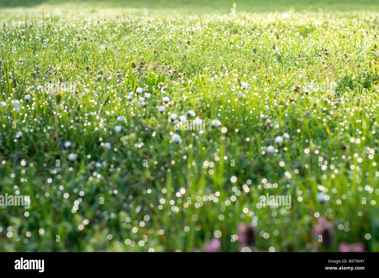 green grass with drops of dew on a spring meadow Stock Photo - Alamy