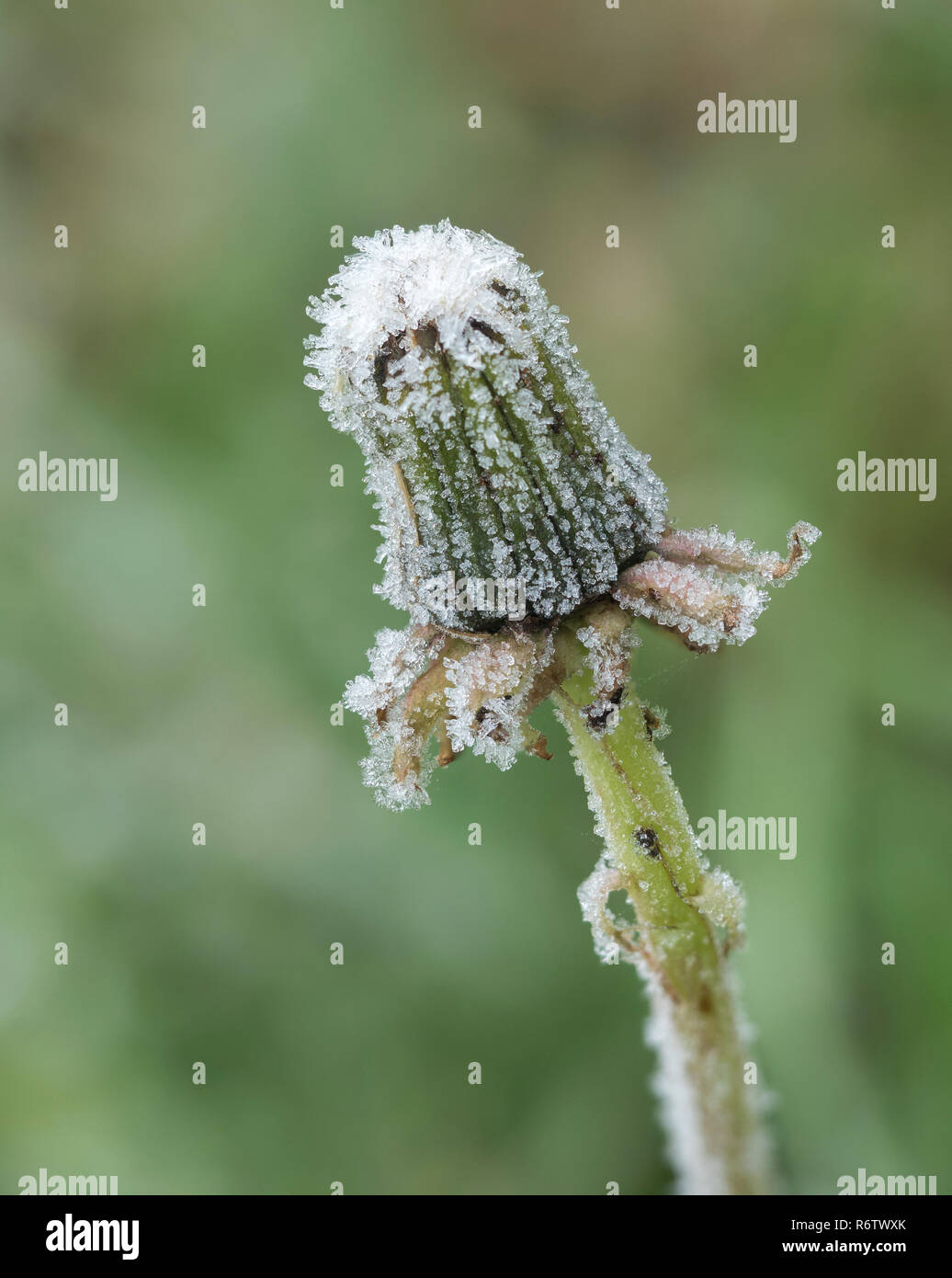 Hoar frost on Dandelion flower head (Taraxacum vulgaria) . Tipperary, Ireland Stock Photo