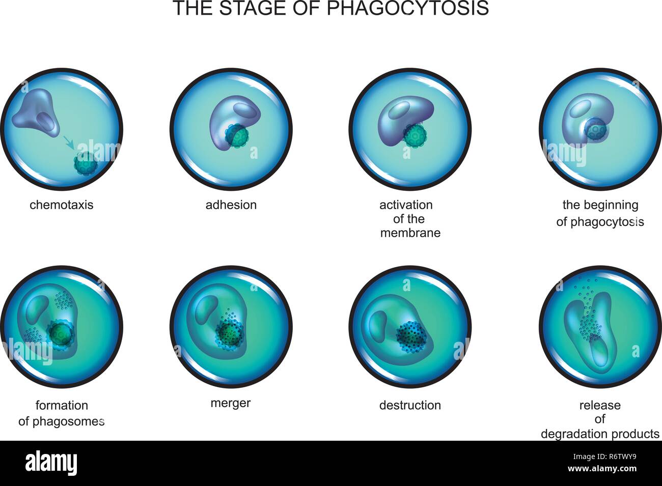 vector illustration of phagocytosis stage. leukocyte and virus Stock Vector
