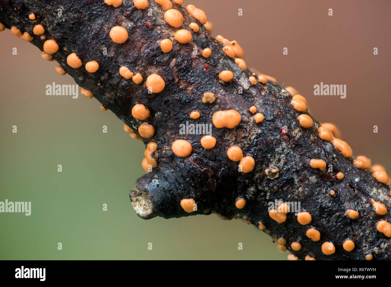Orange-spot Fungus (Nectria cinnabarina) on rotten twig. Tipperary, Ireland Stock Photo