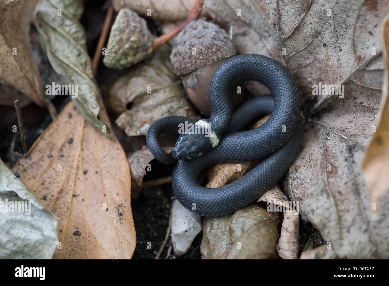 Young grass snake (Natrix natrix) with acorn and leaf litter Stock — free download