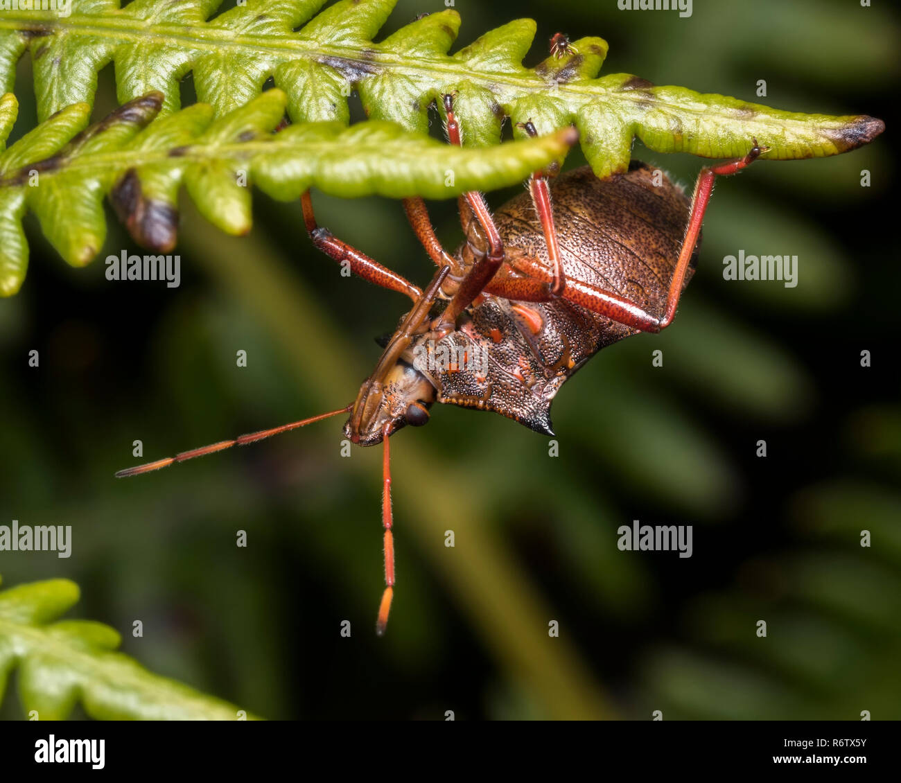 Spiked Shieldbug (Picromerus bidens) clinging upside down on fern. Tipperary, Ireland Stock Photo