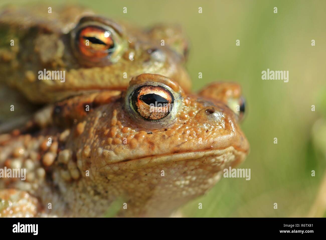 portrait of a common toad pair (bufo bufo) Stock Photo