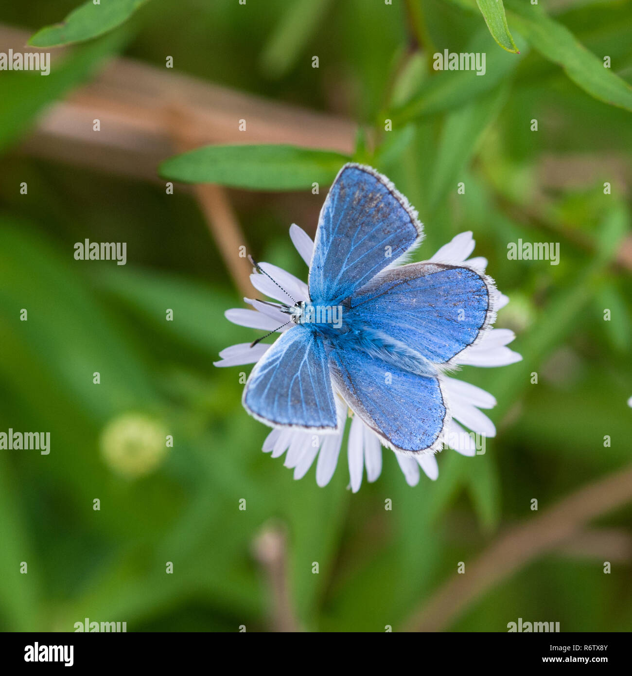 Common Blue (Polyommatus icarus) feeding on Michaelmas daisy (Aster spec.), Peak District National Park, England Stock Photo