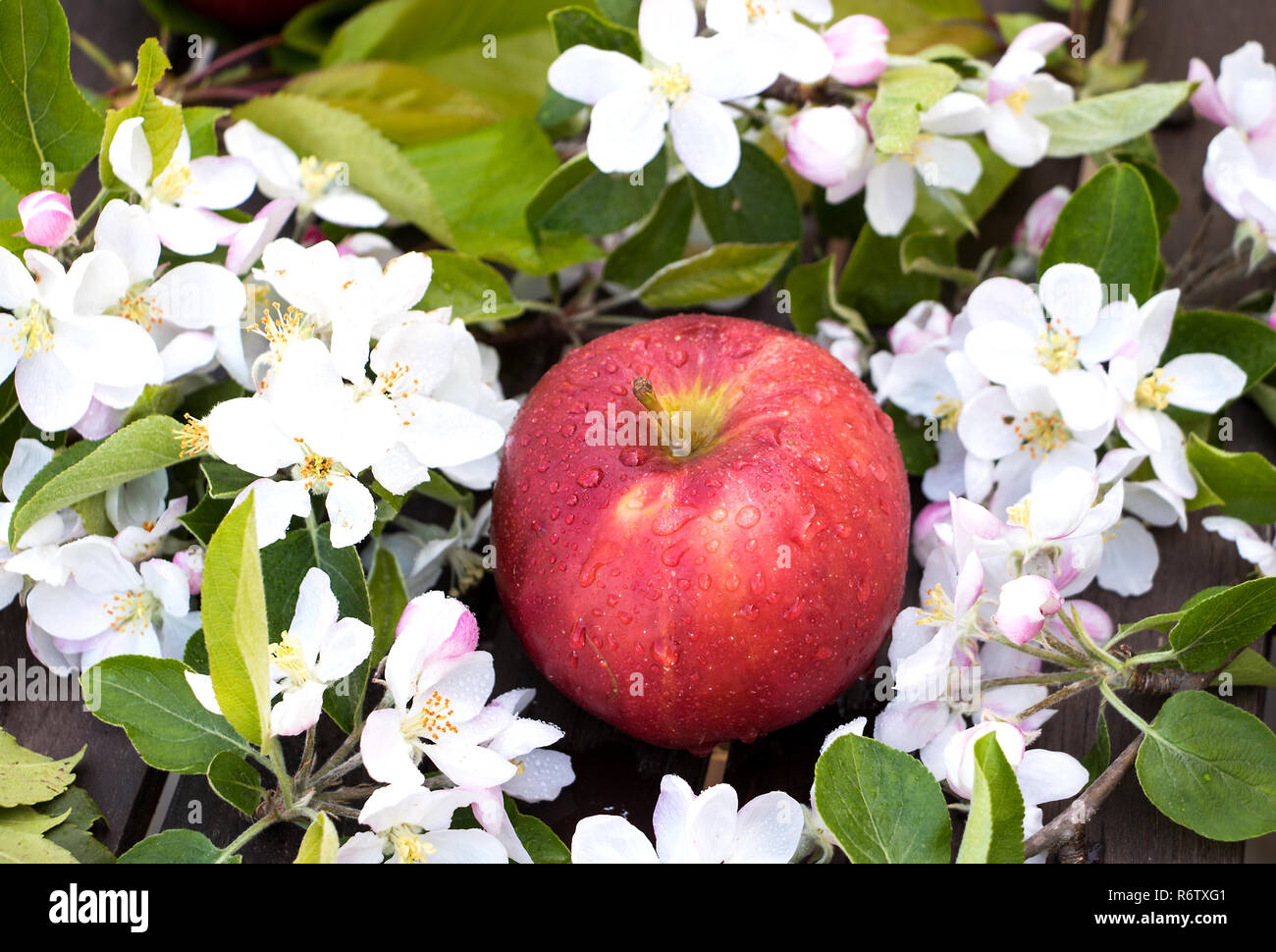 red apple surrounded by apple blossoms Stock Photo