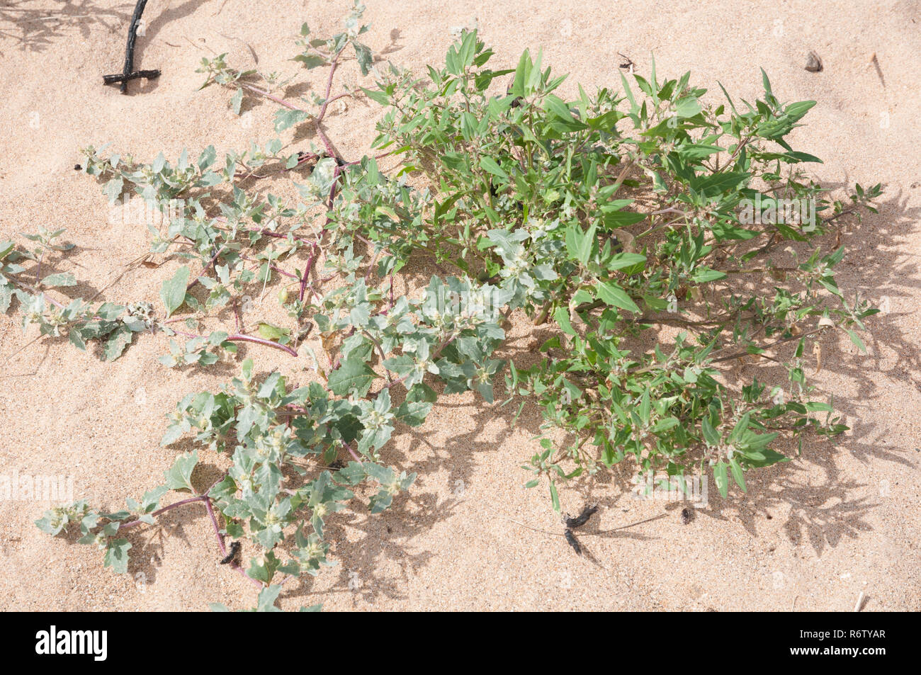 Frosted and Spea-leaved Orache (Atriplex laciniata and Atriplex prostrata) on a beach in Northumberland, England Stock Photo