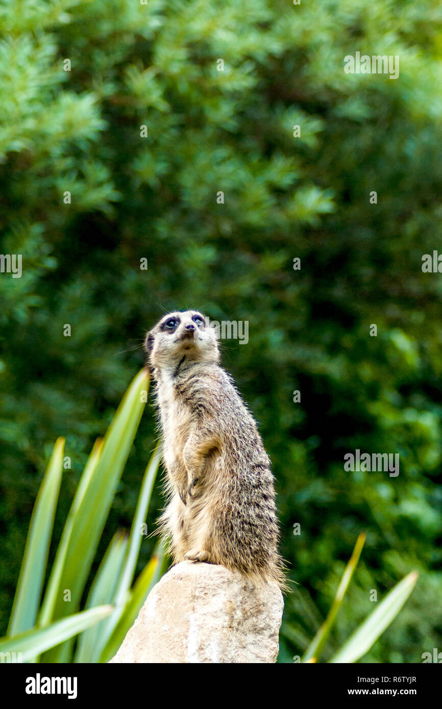 Timon - wild meerkat / suricata suricatta / suricate on watch Stock Photo - Alamy Timon - wild meerkat / suricata suricatta / suricate on watch Stock Photo - Alamy