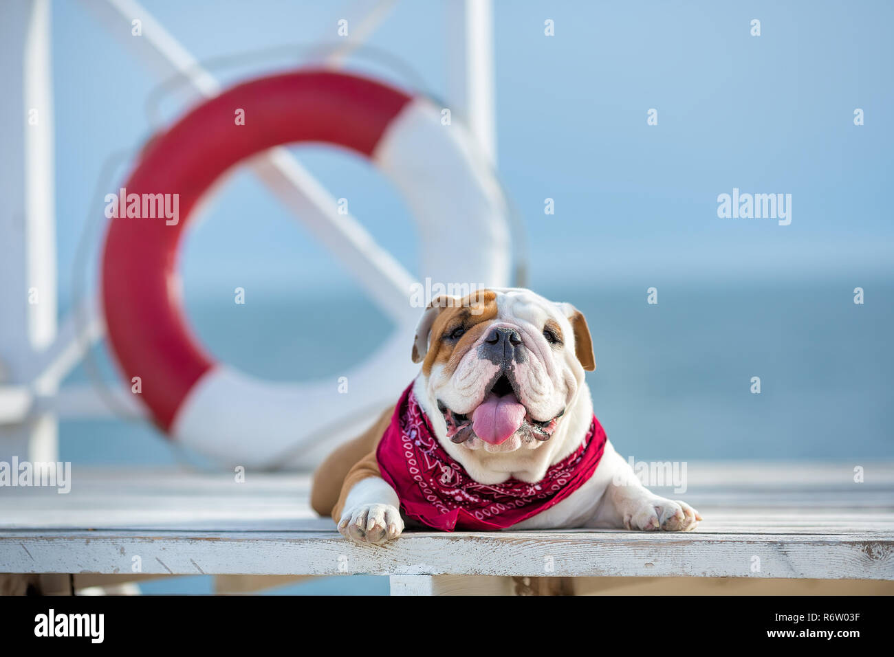 Dog floater hi-res stock photography and images - Alamy