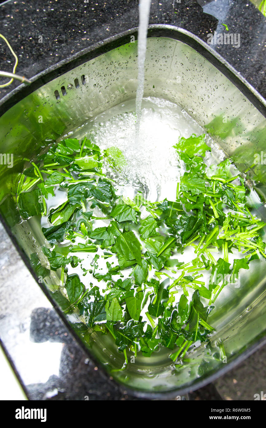 Spinach, The legend of the high iron content Stock Photo Alamy