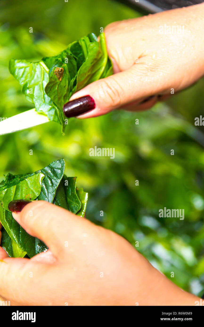 Spinach, The legend of the high iron content Stock Photo Alamy