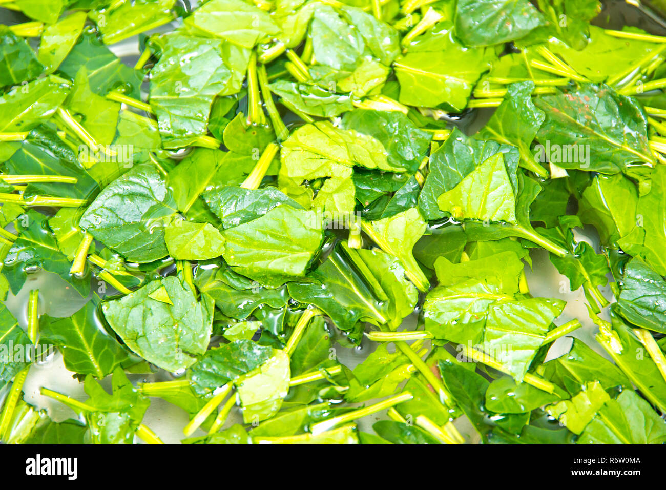 Spinach, The legend of the high iron content Stock Photo Alamy