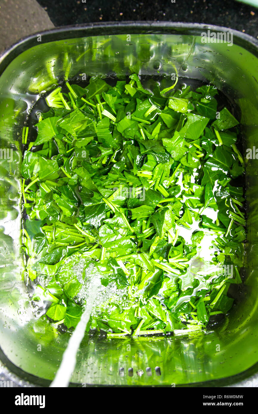 Spinach, The legend of the high iron content Stock Photo Alamy