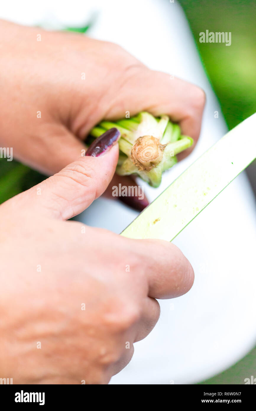 Spinach, The legend of the high iron content Stock Photo Alamy