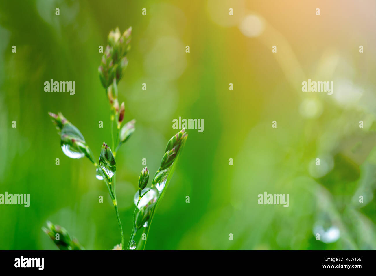 Fresh green grass with dew drops close-up, wet meadow grass at dawn ...