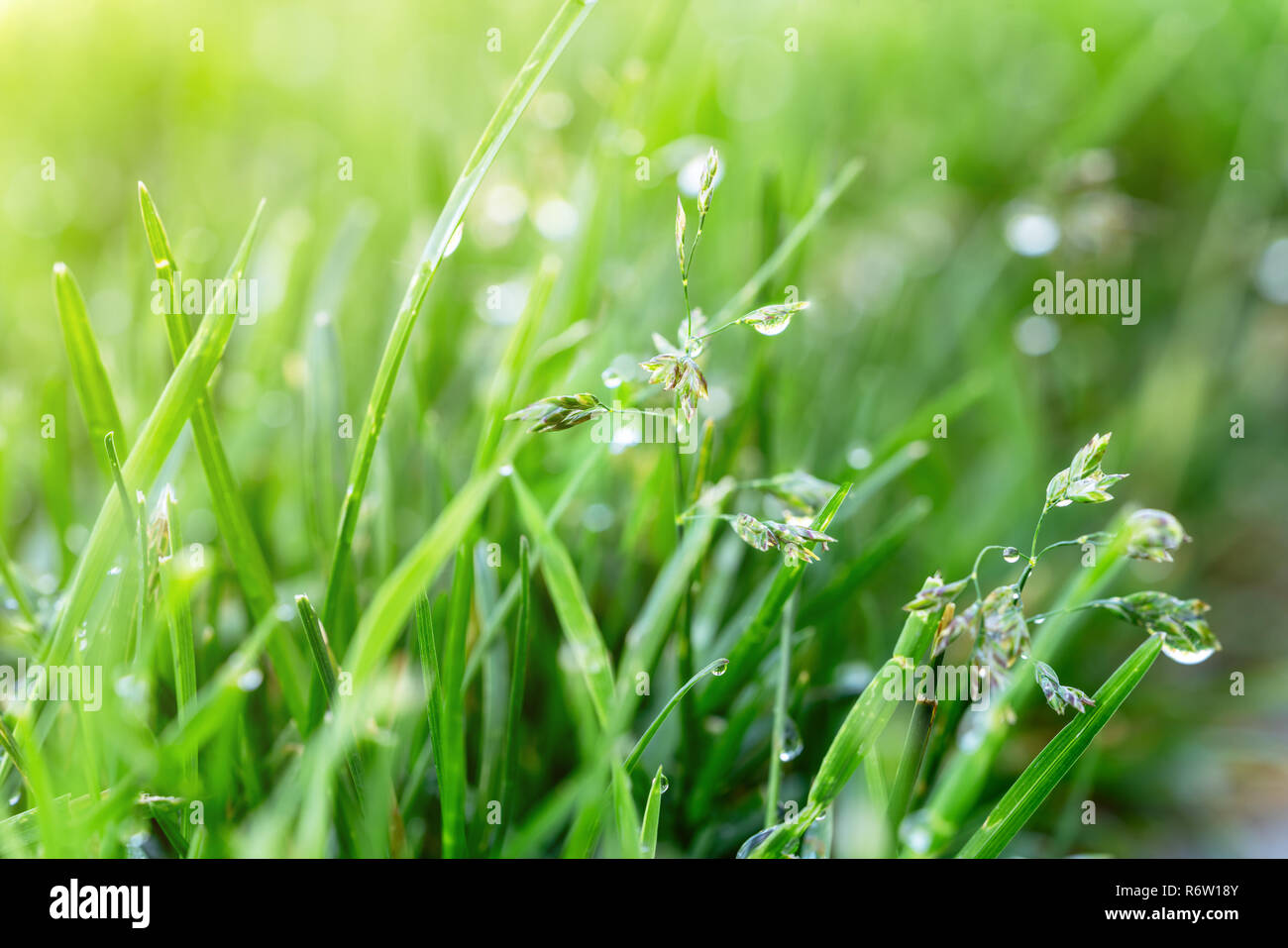 Fresh green grass with dew drops close-up, wet meadow grass at dawn ...