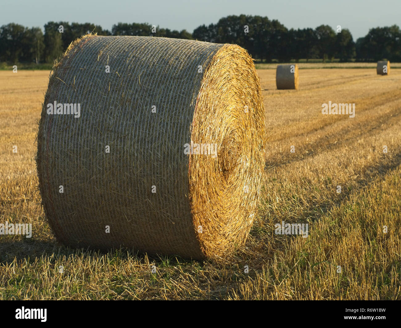 Bales of straw on a stubble field in Niedersachsen near Barum, Elbmarsch, Germany. Stock Photo
